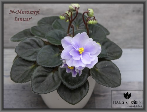 N-Moroznyi Ianvar'